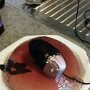 IMG_20260514_070611