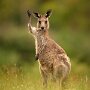 IMG_20260518_064121