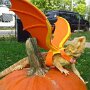 IMG_20260309_063829