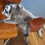 IMG_20260316_070346