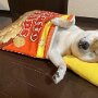 IMG_20260329_071753