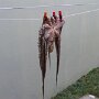 IMG_20260422_074039