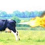 cow_fart_sidey