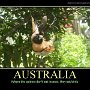 australia-spider-eats-birds