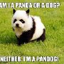 pandog