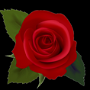 Red-rose-small