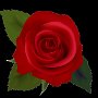 Red-rose