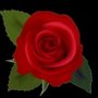 Red-rose_small