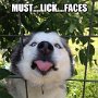 husky_lick