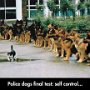 funny-animals-14