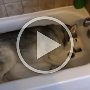 Stubborn Husky throws hilarious temper tantrum